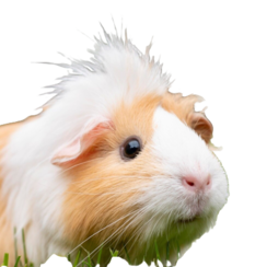 Imagen de un hamster