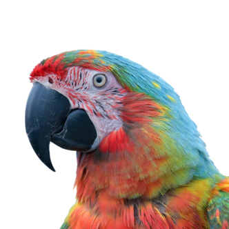 Imagen de un loro